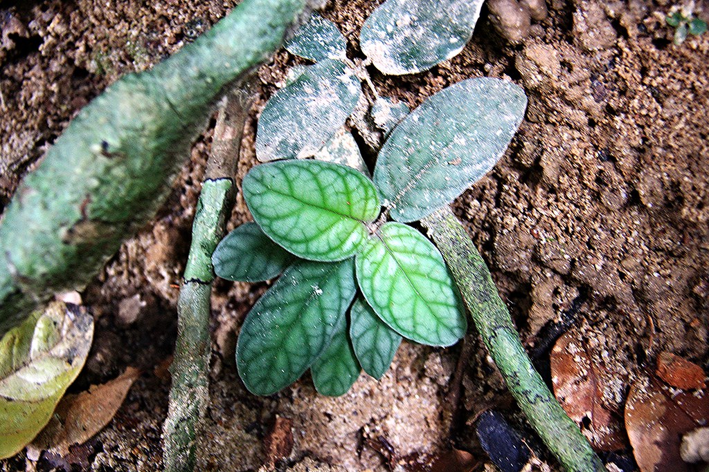 Lemba Batu