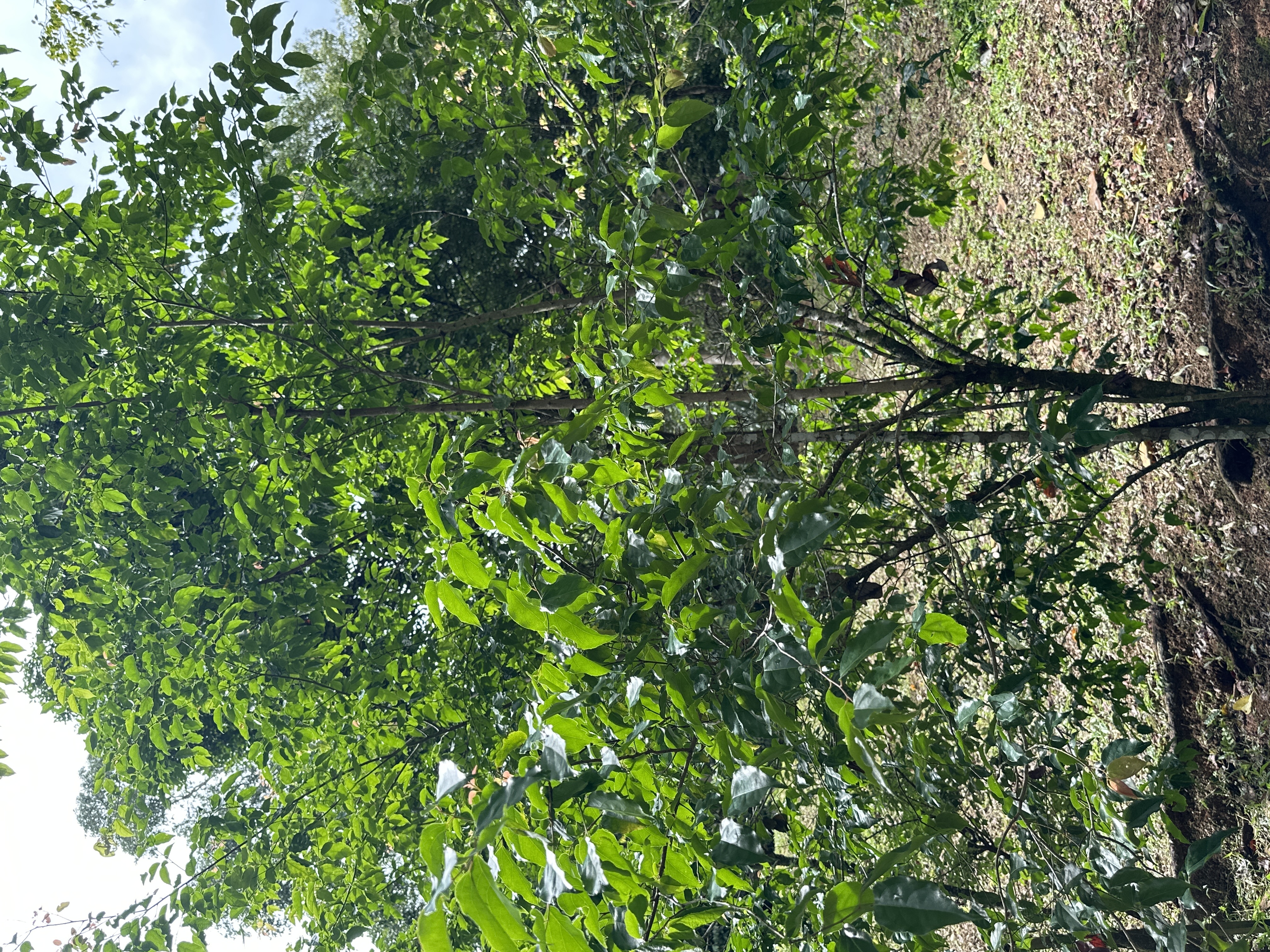 Kerekup