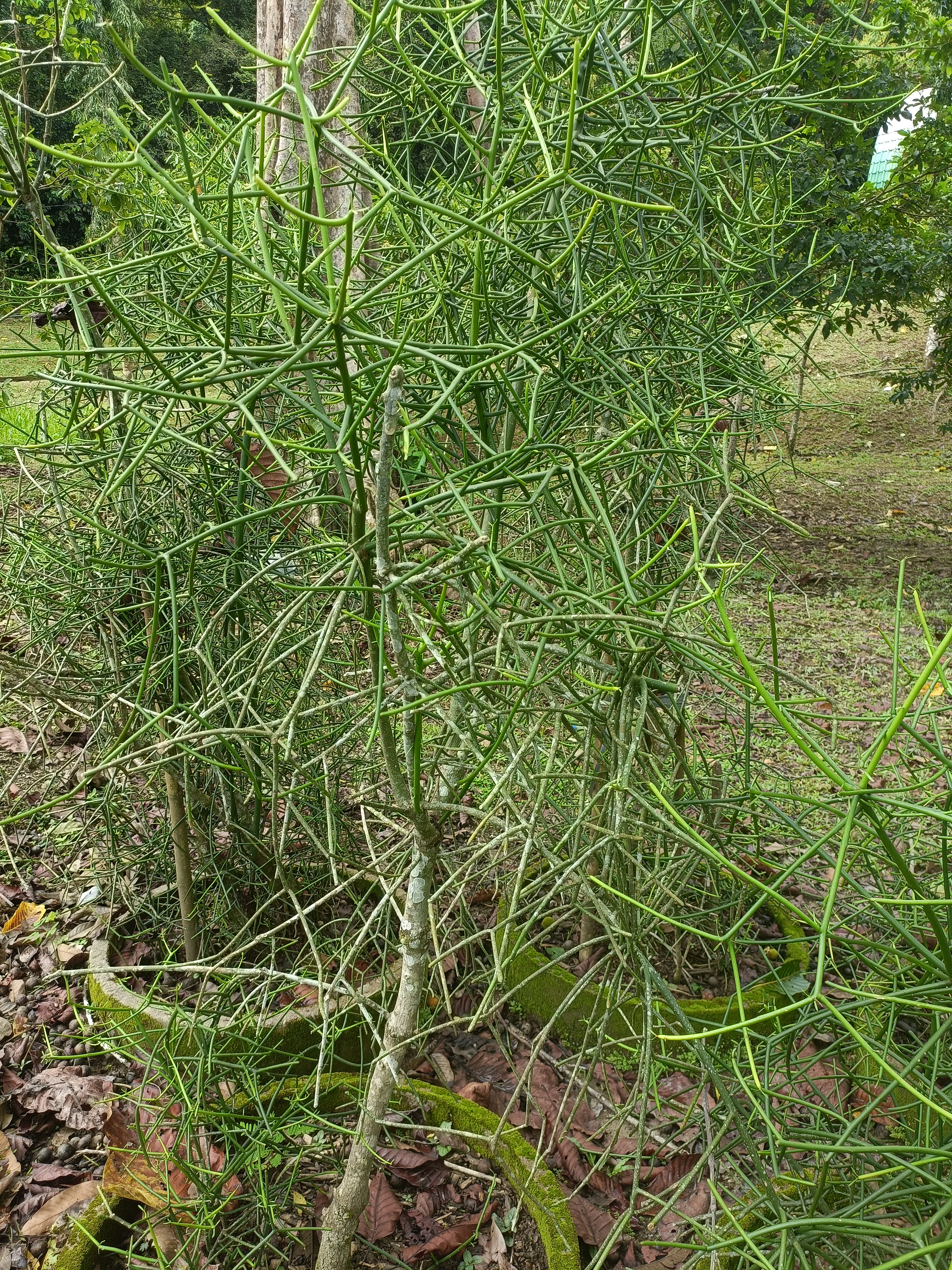 Tulang-Tulang
