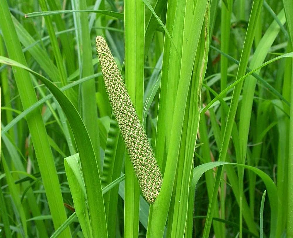 Jerangau