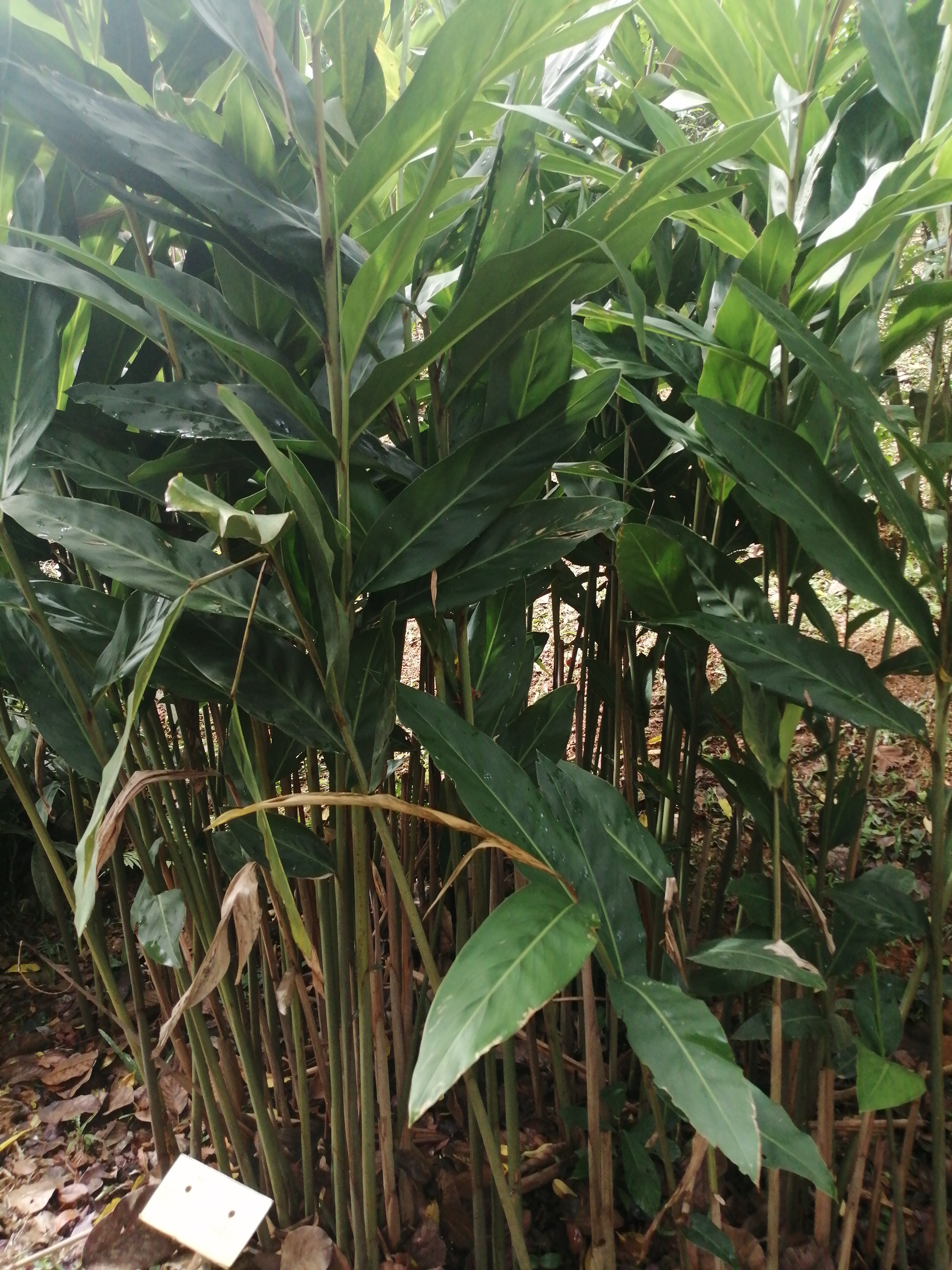 Lengkuas